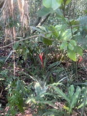 Billbergia amoena