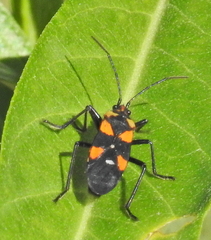 Oncopeltus famelicus