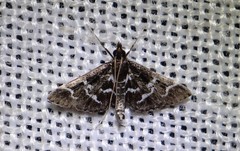 Diasemiodes janassialis