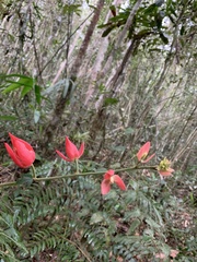Passiflora speciosa
