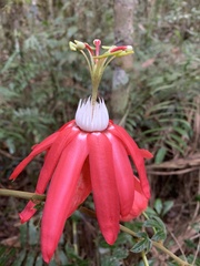 Passiflora speciosa