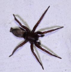 Camillina