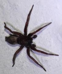 Camillina