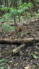 Sciurus vulgaris