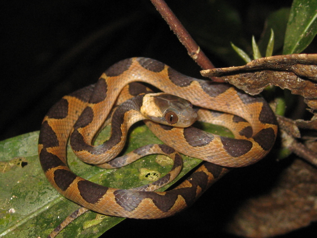 Culebra ojo de gato bandada (Guía de Serpientes en Honduras) · iNaturalist