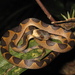 Banded Cat-eyed Snake - Photo (c) Marco Aurelio de Sena, some rights reserved (CC BY-NC), uploaded by Marco Aurelio de Sena