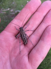 Bradyporinae