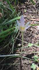 Colchicum autumnale