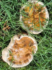 Ganoderma sessile