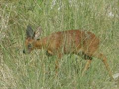 Raphicerus melanotis