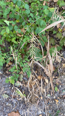 Elymus hystrix
