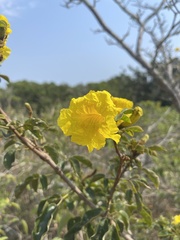 Handroanthus chrysotrichus