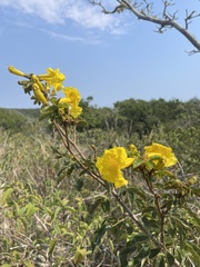 Handroanthus chrysotrichus