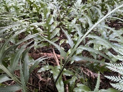 Asplenium scleroprium