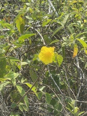 Handroanthus chrysotrichus