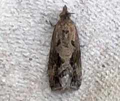 Endothenia nubilana