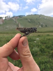 Angaracris barabensis