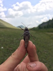 Angaracris barabensis