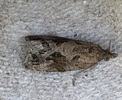 Endothenia nubilana