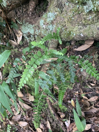 Lindsaea bonii (Lindsaea bonii)