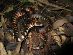 Oxyrhopus clathratus