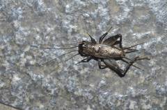 Loxoblemmus sylvestris