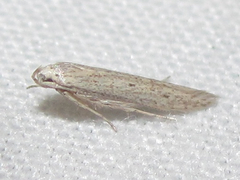 Haplochrois bipunctella