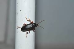 Allecula melanaria