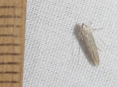 Haplochrois bipunctella