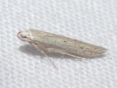 Haplochrois bipunctella