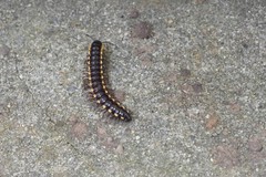 Anoplodesmus saussurii