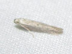Haplochrois bipunctella