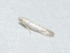 Haplochrois bipunctella