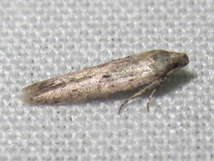 Haplochrois bipunctella