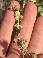 Ambrosia chenopodiifolia