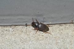 Harpalus eous