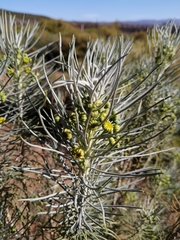 Euryops tenuissimus