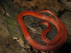 Oxyrhopus melanogenys