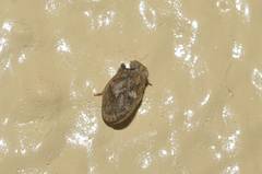 Dentatissus damnosus