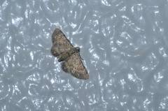 Gymnoscelis esakii