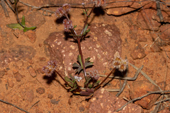 Trachymene cyanopetala