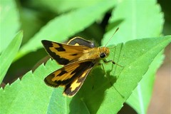 Taractrocera archias