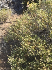 Ambrosia chenopodiifolia