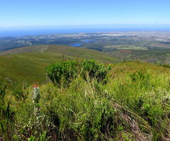 Leucospermum glabrum