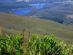 Leucospermum glabrum
