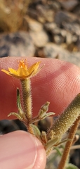 Mentzelia isolata