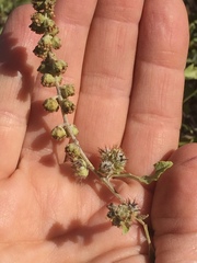 Ambrosia chenopodiifolia