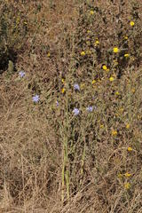 Cichorium intybus intybus