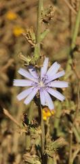 Cichorium intybus intybus