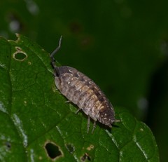 Porcellio monticola